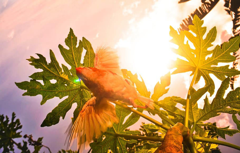 bird, flight, worms view, bottom, fly, dome, plant, nature HD wallpaper