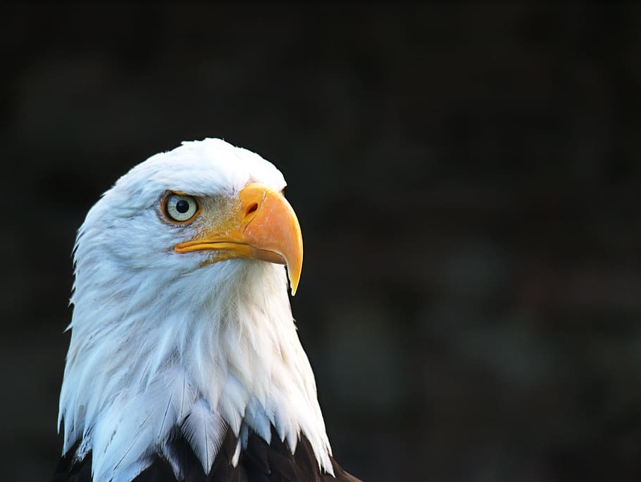 American Eagle Photo, animal, bald eagle, HD wallpaper, wildlife HD wallpaper