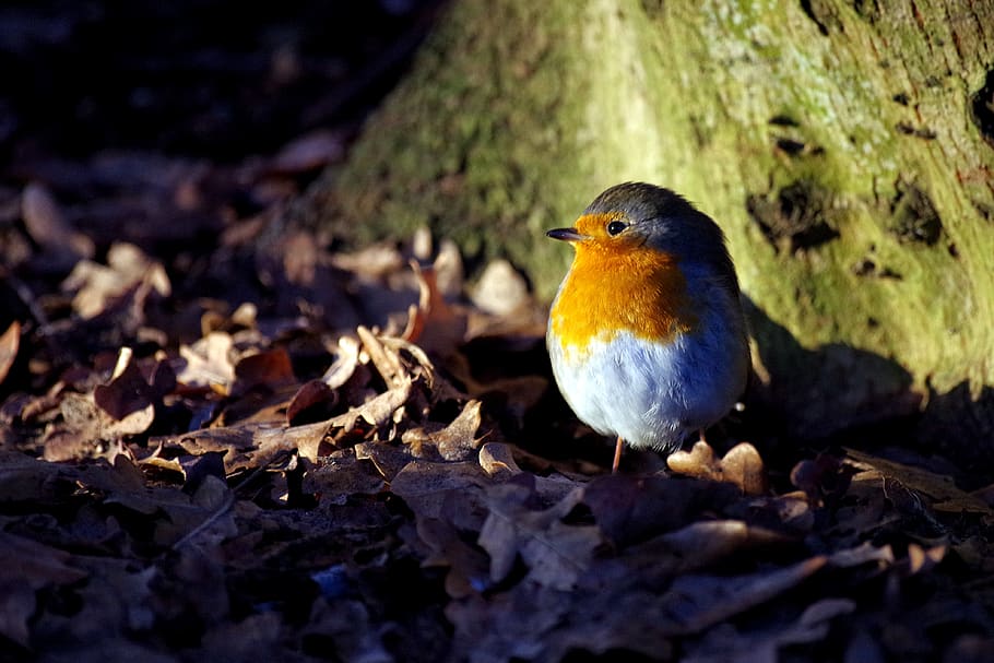 robin, winter, sun, bird, winter magic, frost, cold, feed, one animal HD wallpaper