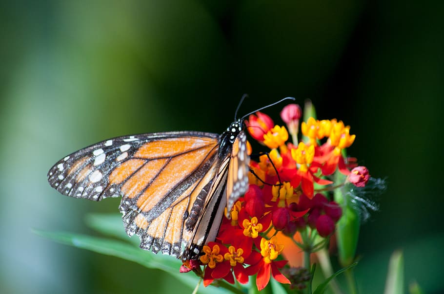Orange and Black Butterfly Sucking Nectar from Flower, butterfly on a flower HD wallpaper