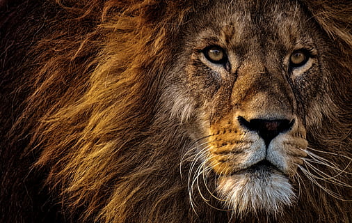 lion, predator, dangerous, mane, big cat, male, zoo, wild animal HD wallpaper