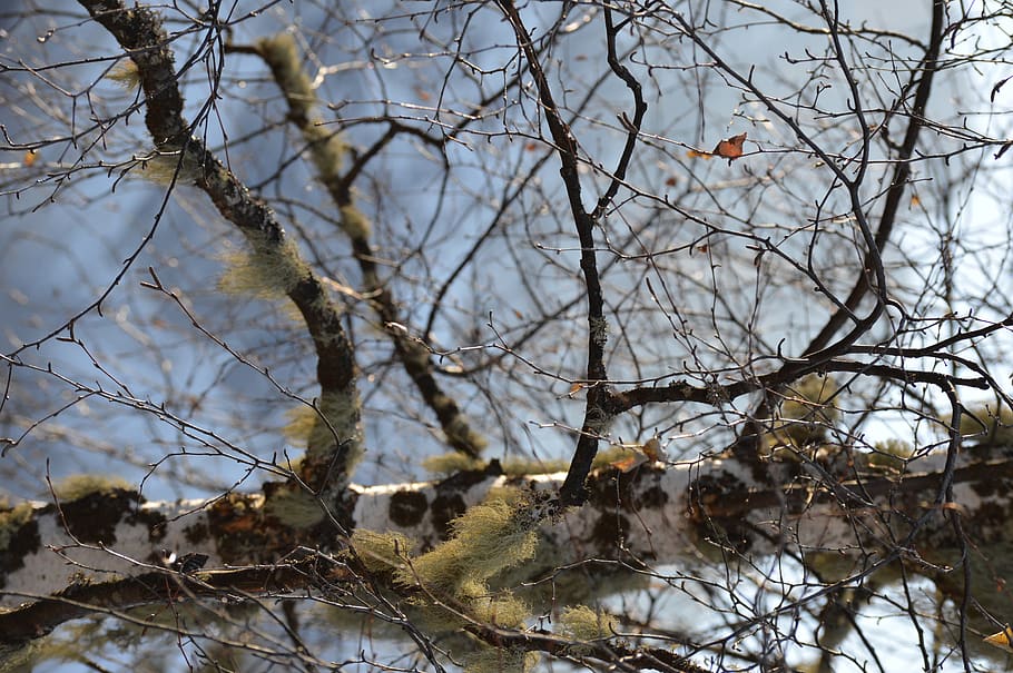 italy, carezza, tree, winter, branch, plant, nature, bare tree HD wallpaper