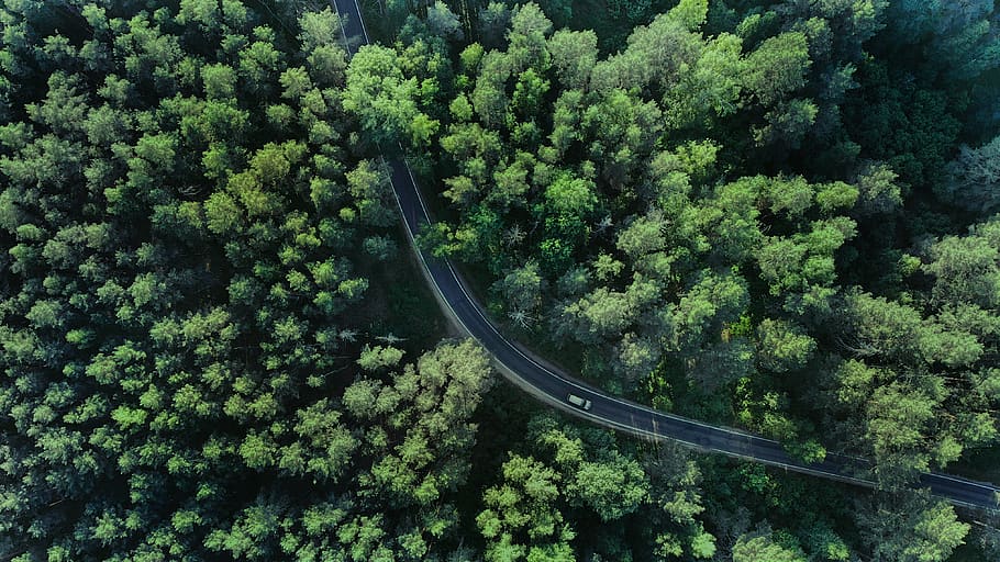 plant, tree, green color, beauty in nature, growth, forest HD wallpaper
