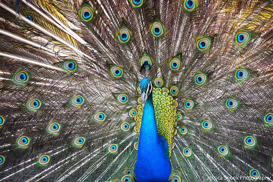 greece, crete, sun, colour, nature, bright, peacock, animal HD wallpaper