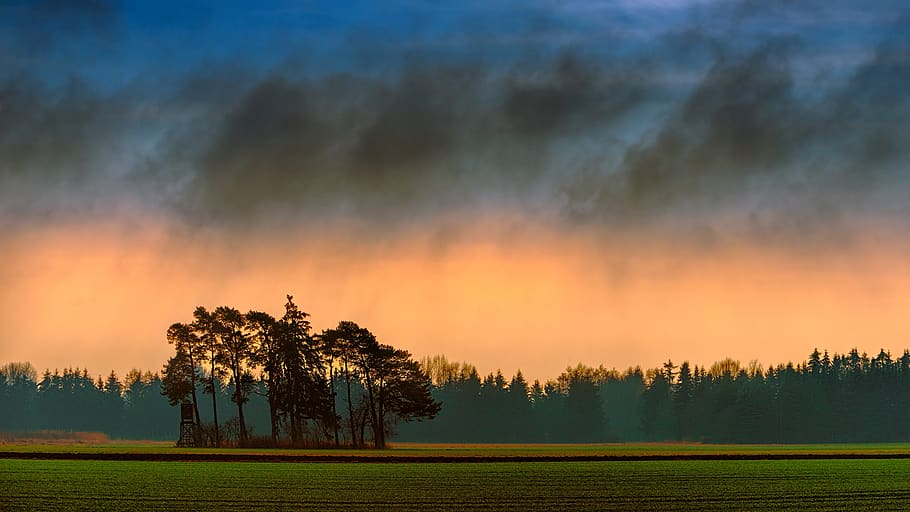 tree, nature, panorama, landscape, sky, forest, fields, agriculture HD wallpaper