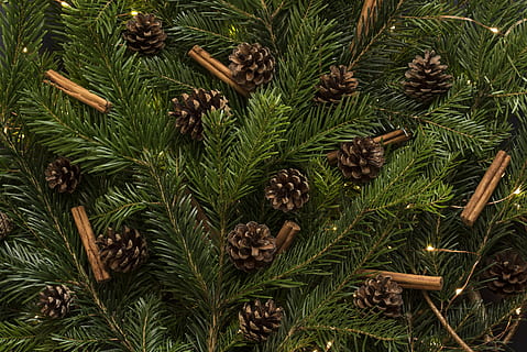 brown pine cones in pine tree, christmas, holiday, conifer, plant HD wallpaper