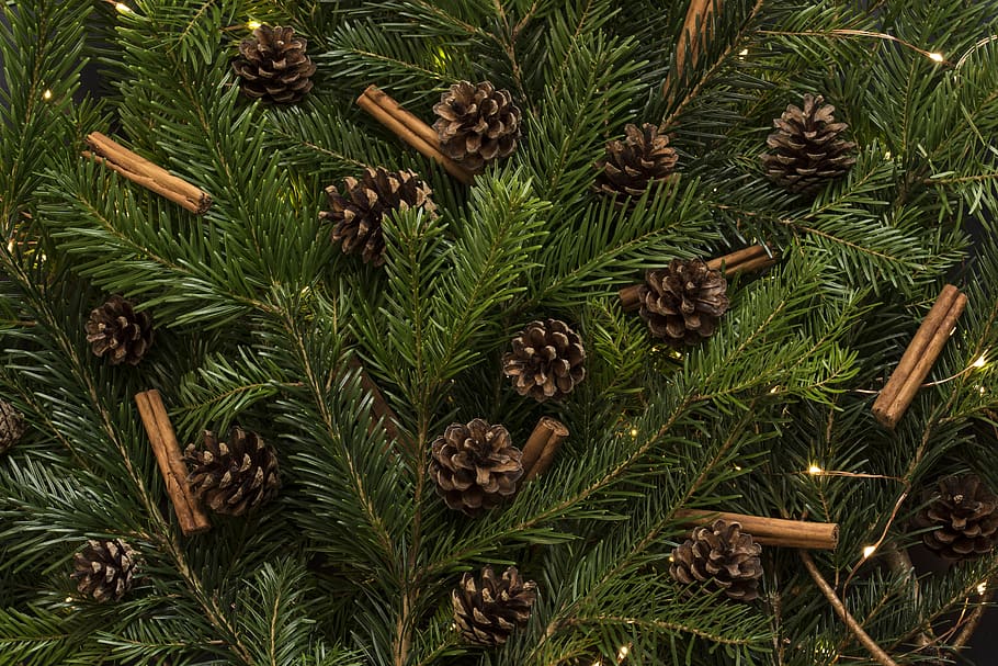 brown pine cones in pine tree, christmas, holiday, conifer, plant HD wallpaper