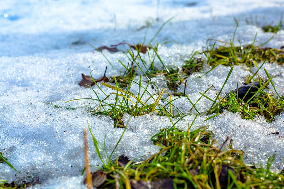 winter, nature, macro, snow, forest, blue, cold, foliage, grass HD wallpaper