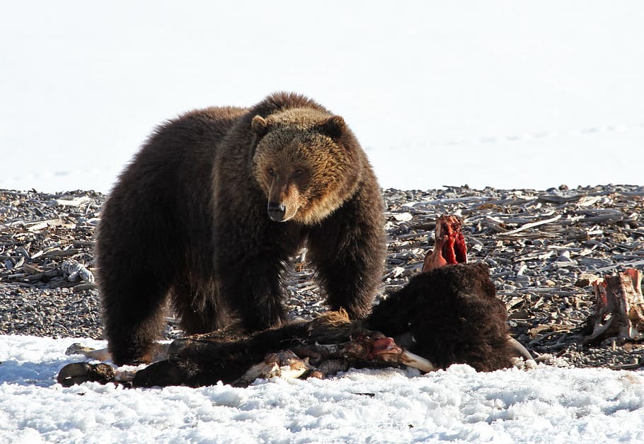 grizzly bear, wildlife, nature, close, looking, walking, predator, HD wallpaper