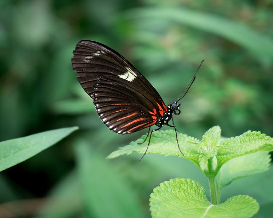 black butterfly, plant, jar, vase, pottery, potted plant, animal HD wallpaper