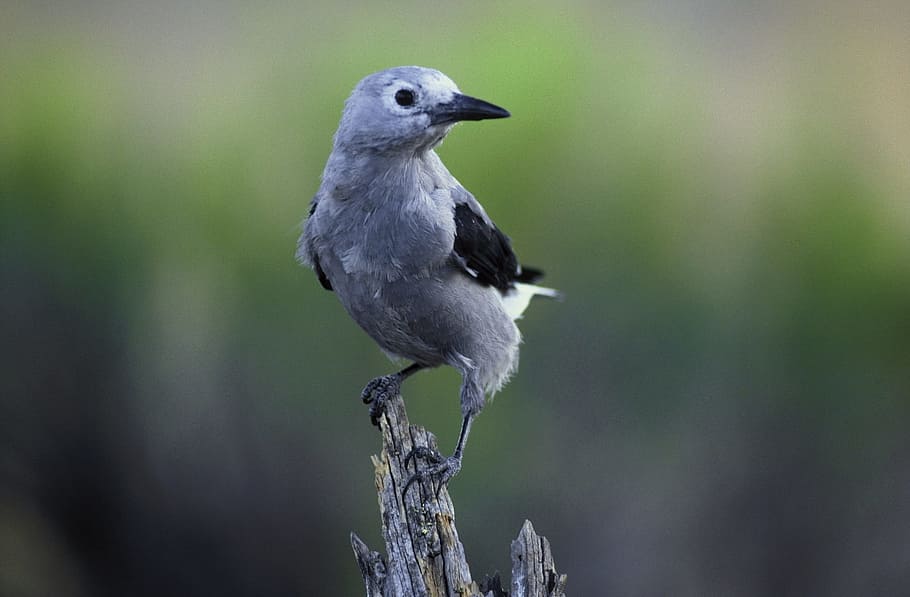 clarks, nutcracker, bird, animal, wild, nature, animal themes HD wallpaper
