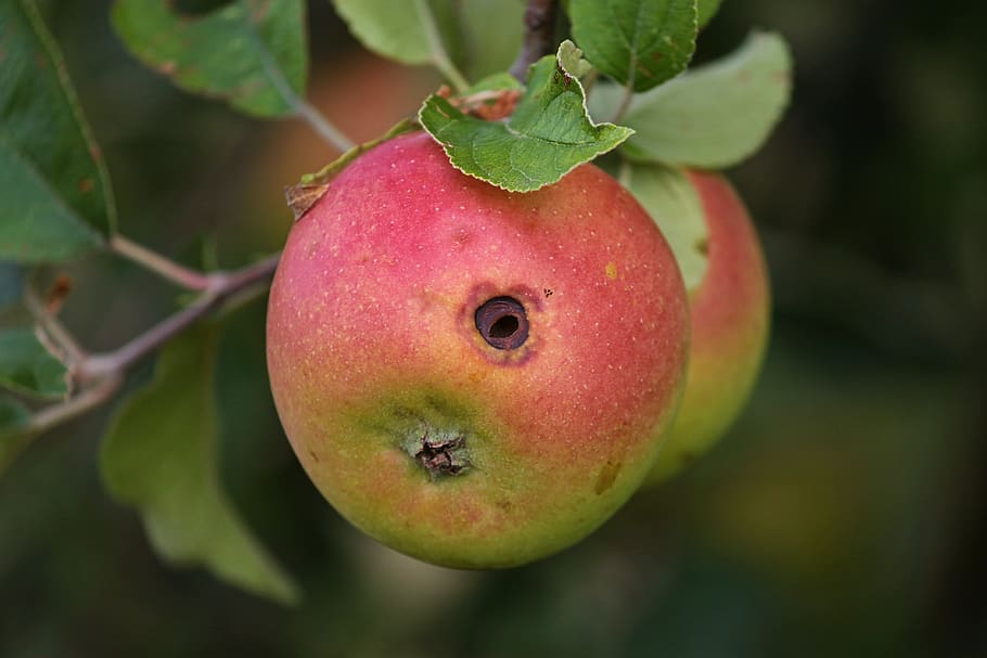 apple, worm hole, fruit, apple tree, nature, infestation, garden HD wallpaper