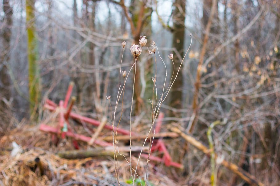 canada, blyth, trees, flower, dead, plant, nature, day, close-up HD wallpaper