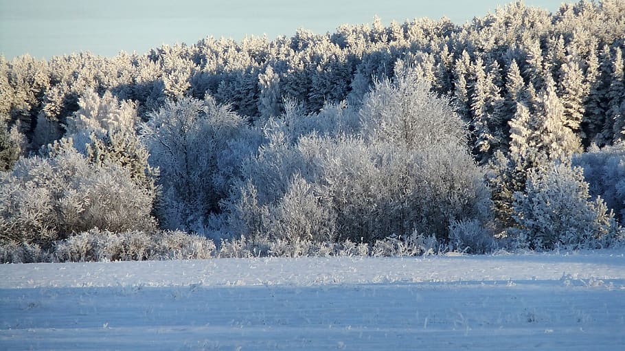 winter, forest, leann, snow, landscape, cold, the picturesque HD wallpaper