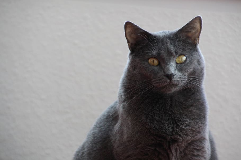 chartreux, cat, animals, pet, mieze, domestic cat, pets, portrait HD wallpaper