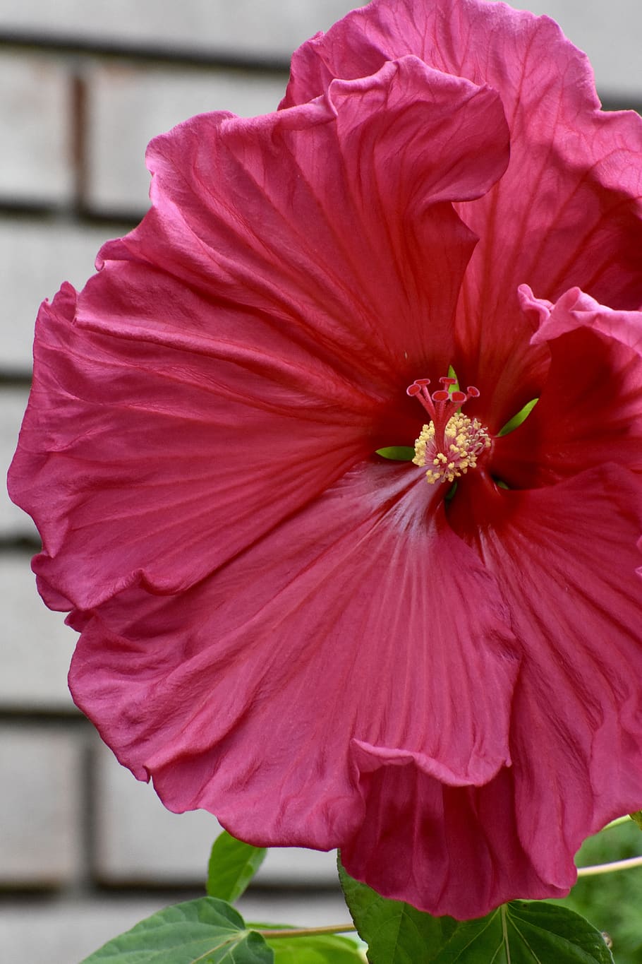 hibiscus, pink, red, flower, plant, bloom, garden, summer, nature, HD wallpaper