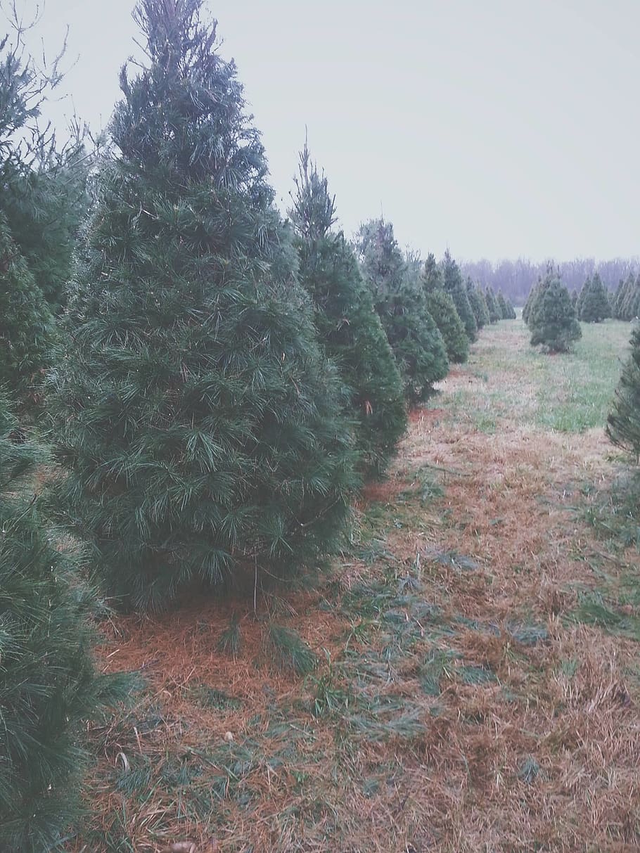 tree farm, christmas tree, trees, plant, growth, land, landscape HD wallpaper
