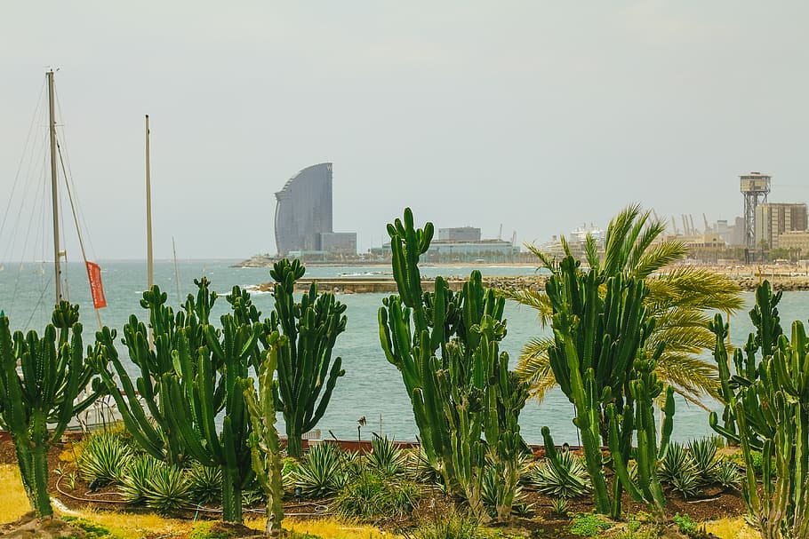 barcelona, spain, beach, cactus, summer, water, bcn, nature HD wallpaper