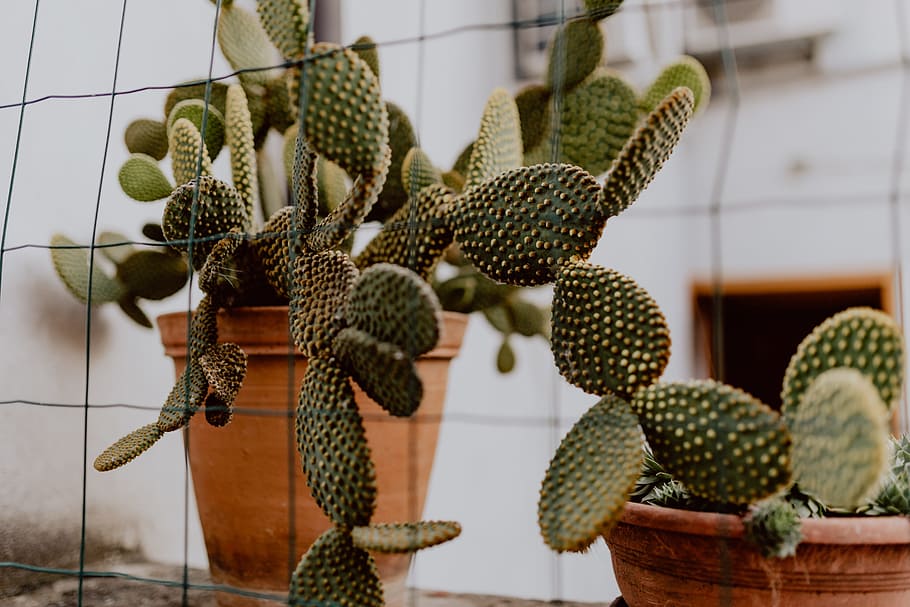 Opuntia in a ceramic pot, cactus, cacti, Prickly pear, plant, HD wallpaper