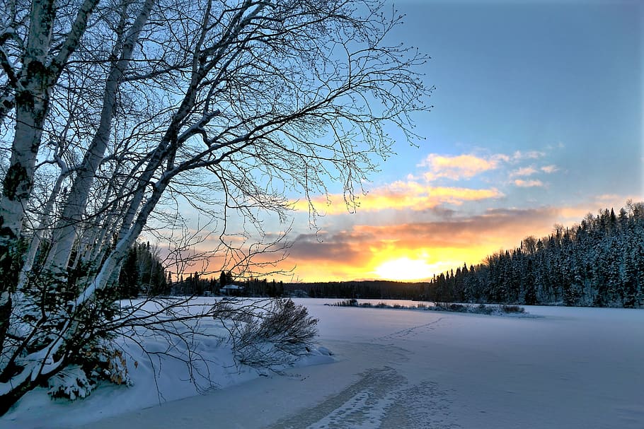 sunset, nature, winter, trees, birch, snow, ice, colors, landscape HD wallpaper