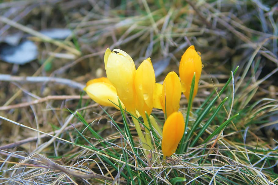 crocus, flower, nature, rural, spring, plant, yellow, growth HD wallpaper