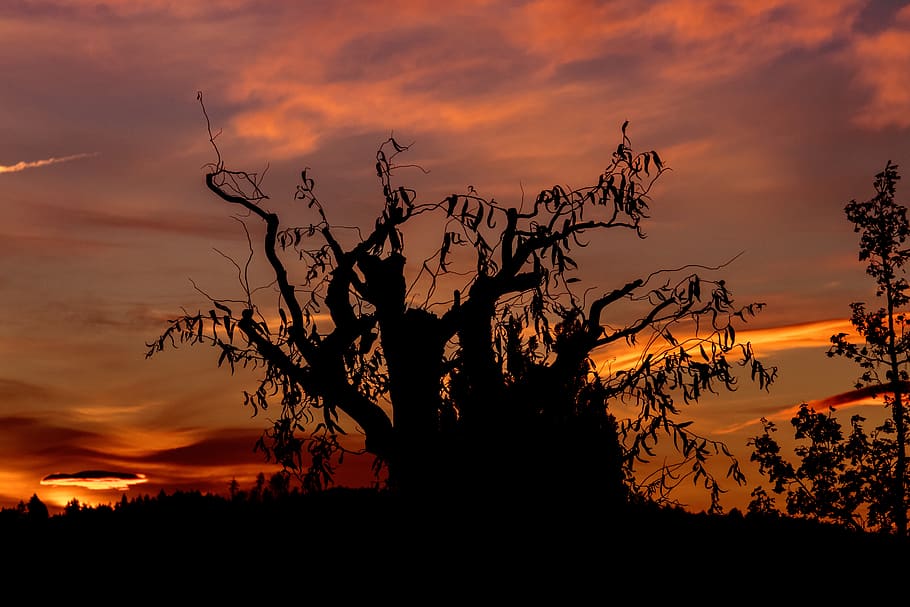 sunrise, sky, mood, clouds, tree, nature, color, red, orange HD wallpaper