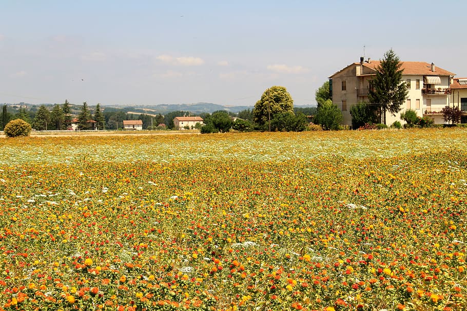 italy, umbria, plant, built structure, building exterior, architecture HD wallpaper