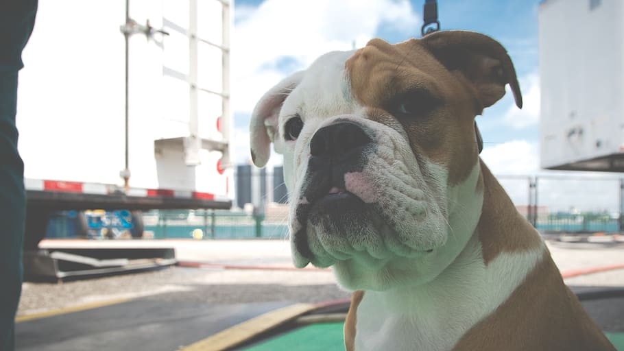 canada, windsor, riverfront trail, english, dog, k9, bull dog HD wallpaper