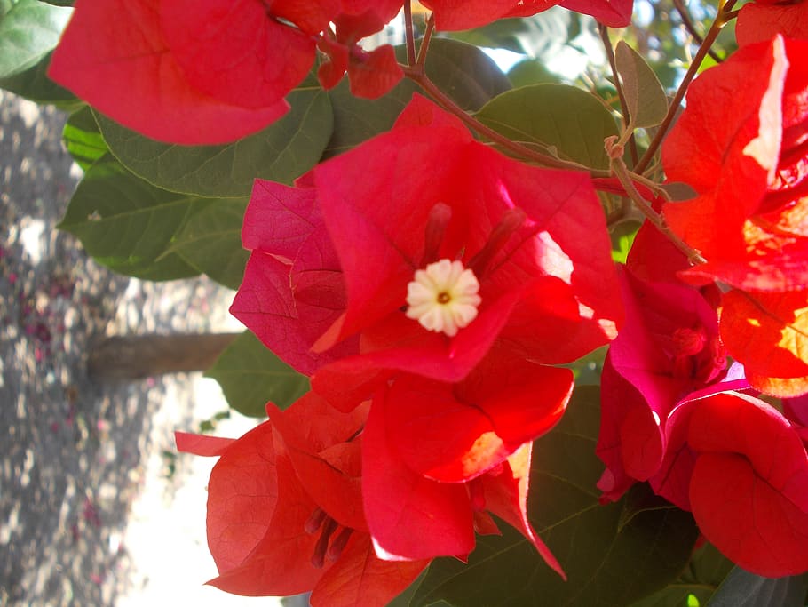 mexico, tepic, plant, flower, flowering plant, red, petal, growth HD wallpaper