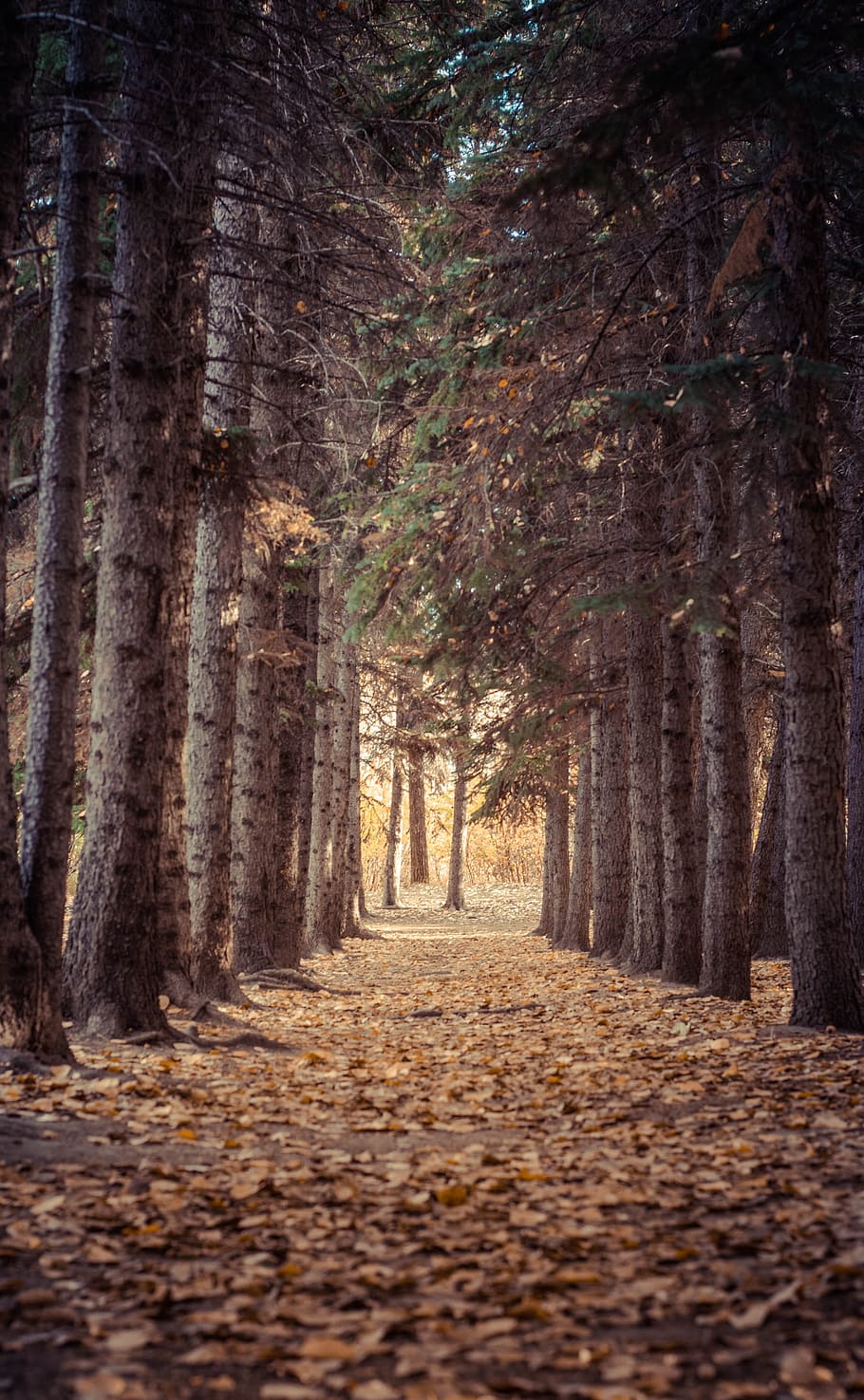 photo of forest walk, wood, forest path, forest road, forest light HD wallpaper