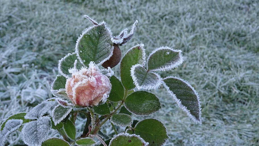 frost, rose, winter, plant, growth, nature, beauty in nature HD wallpaper