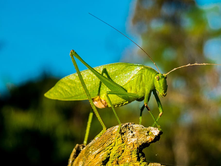 Green Grasshopper during Day Time, close-up, insect, macro, animal wildlife HD wallpaper