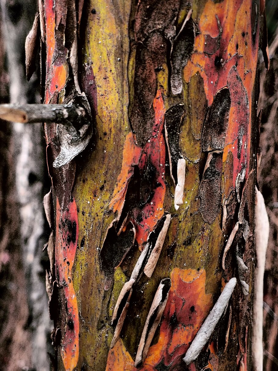 bark, texture, wood, tree, structure, background, nature, trunk, HD wallpaper