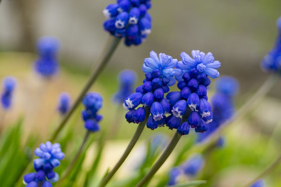 blue, flowers, flowering plant, purple, freshness, beauty in nature HD wallpaper