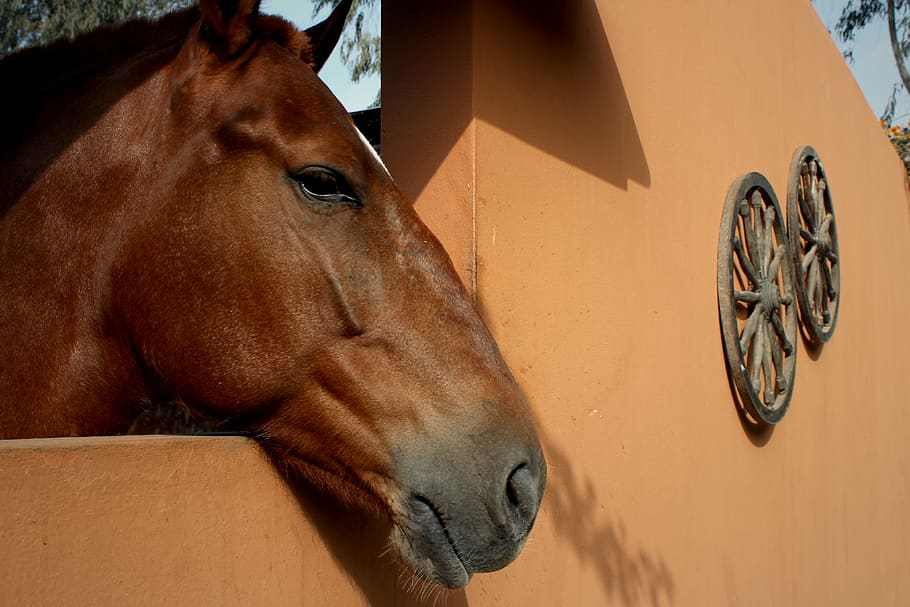 horse, animal, animal themes, mammal, domestic animals, animal wildlife HD wallpaper