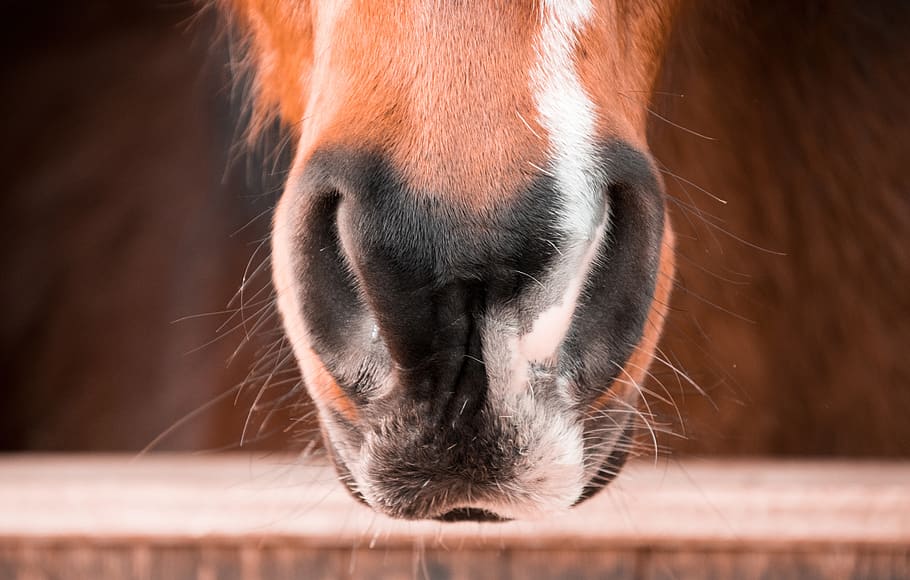 animal, mammal, cute, nature, horse, nose, nostrils, one animal, HD wallpaper