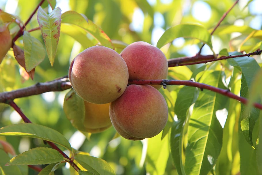 fishing, fruit, fruit tree, healthy eating, food and drink HD wallpaper