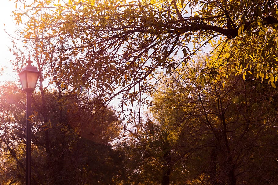 tree, lamp, light, sunset, autumn, plant, nature, growth, lighting equipment HD wallpaper