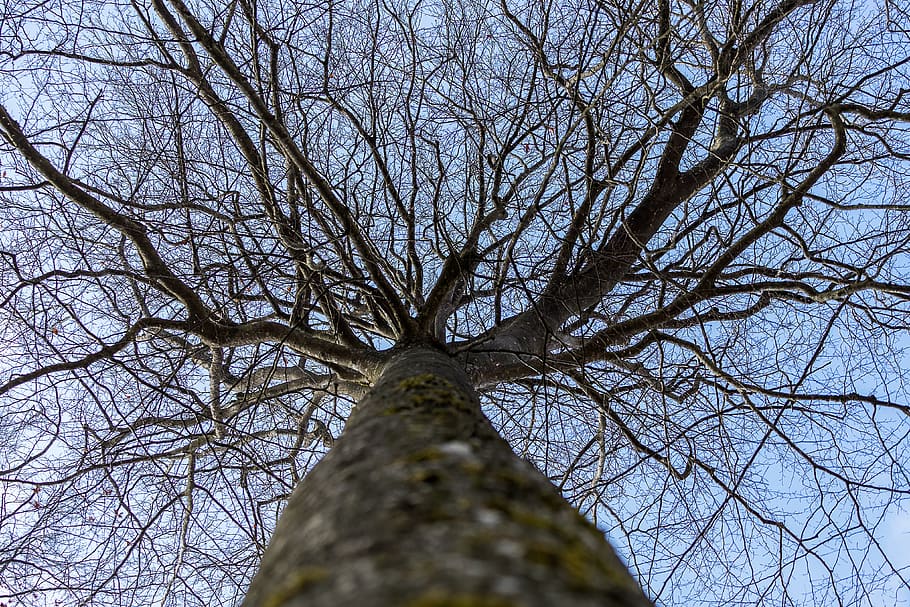 tree, wood, winter, landscape, screen background, wallpaper HD wallpaper