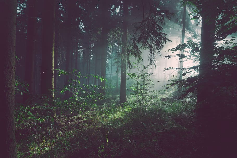 trees on forest with sun rays, plant, land, tranquility, beauty in nature HD wallpaper