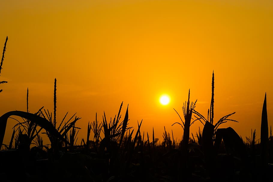 the sun, corn, neck, tree, gold, people, lichtstimmung, sunset HD wallpaper