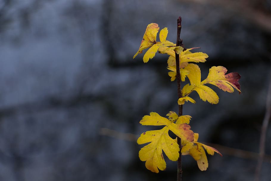 france, lyon, macro, leaf, background, wallpaper, automn, yellow HD wallpaper