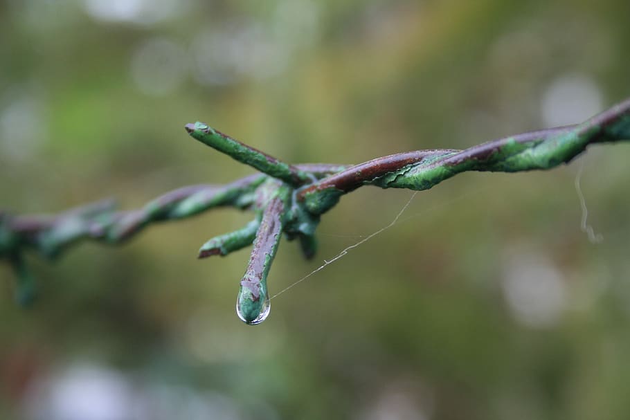 barbed wire, barb wire, barbed wire material, wire fence, close HD wallpaper