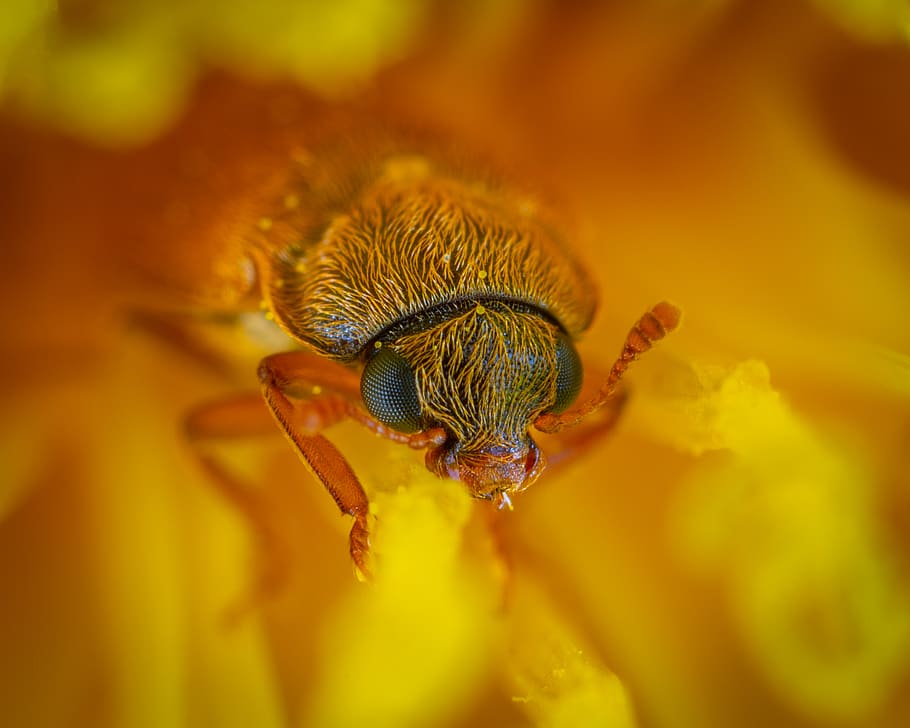 Insect, bug, close-up, little, macro, animal themes, animal wildlife HD wallpaper