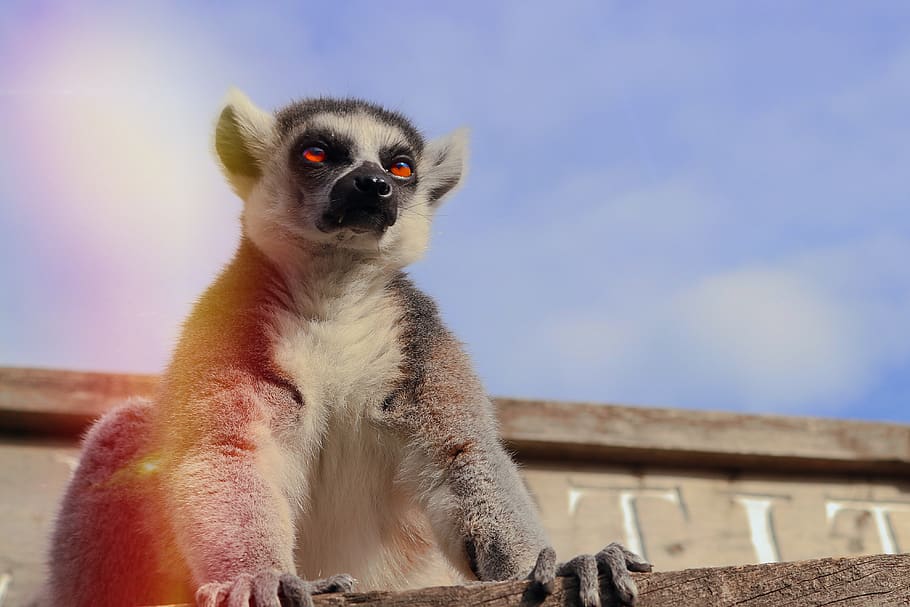 lemur, monkey, animal, cute, animal world, zoo, head, giraffe HD wallpaper