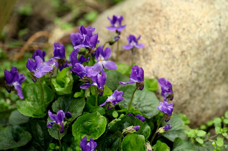 violets, flowers, spring, spring flowers, the smell of, fiołkowate HD wallpaper
