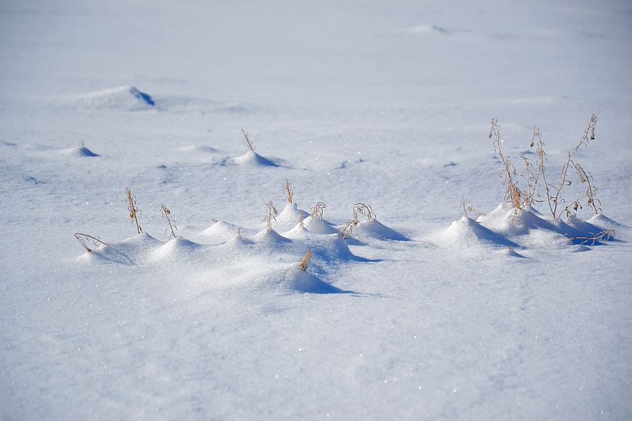 snow, winter, snowdrifts, cold, dry grass, nature, snowy field HD wallpaper