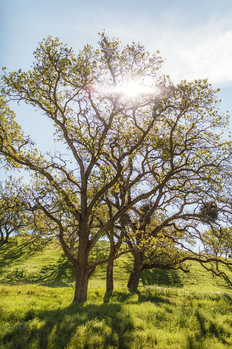 plant, sky, sunlight, tree, beauty in nature, grass, tranquility HD wallpaper