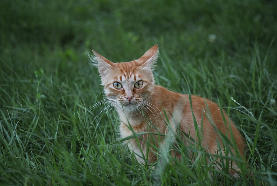cat, grass, animal themes, portrait, plant, domestic cat, mammal HD wallpaper