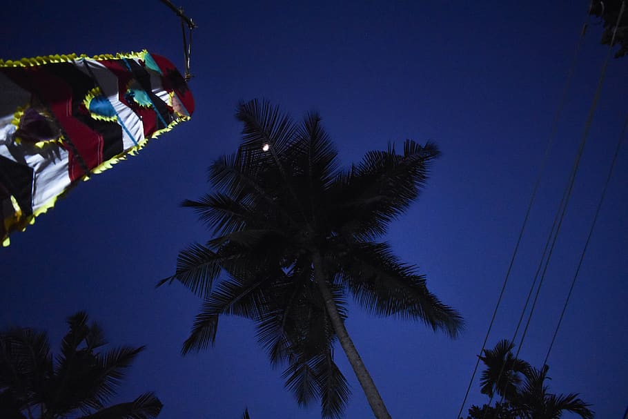 tree, night, tropical, moon, nikon, coconut, coast, blue, palm tree HD wallpaper